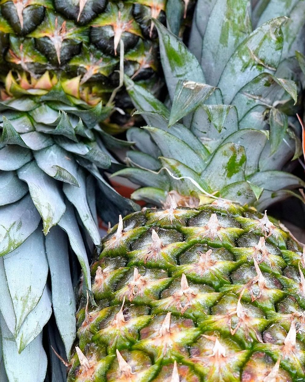 El origen de nuestras frutas